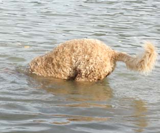 Berri auf Fischfang